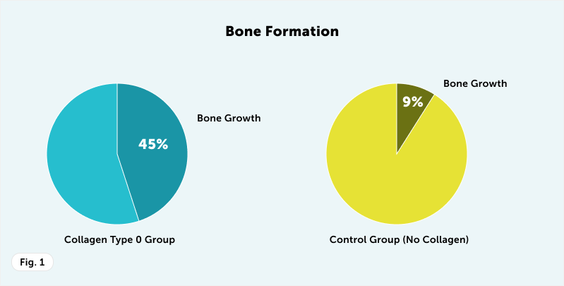 Fig 1 Bone Formation