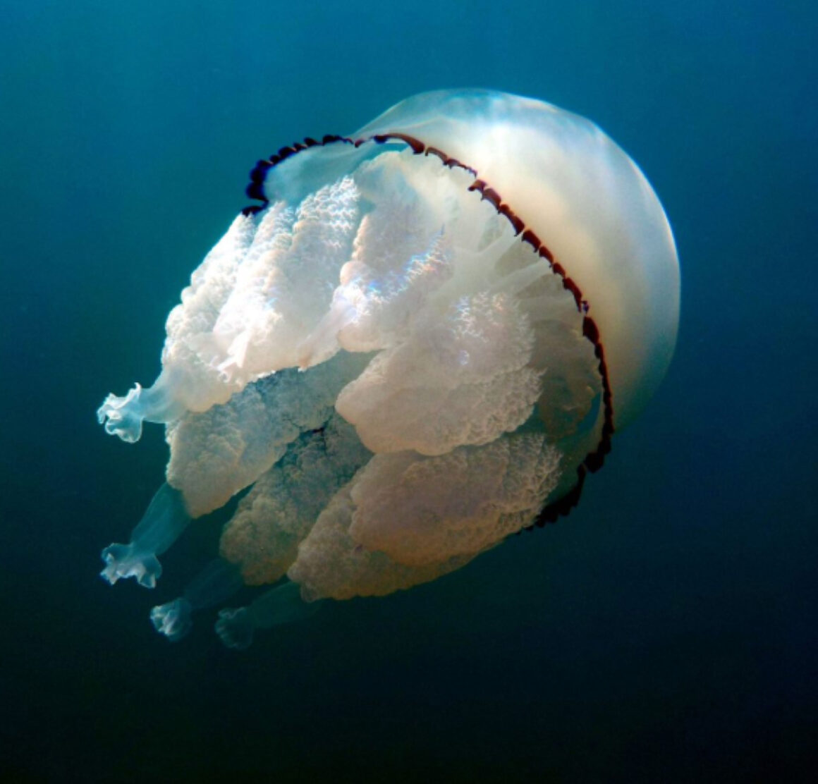 Rhizostoma pulmo barrel jellyfish